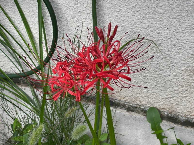 こんにちは、チョボスケで～すｗ