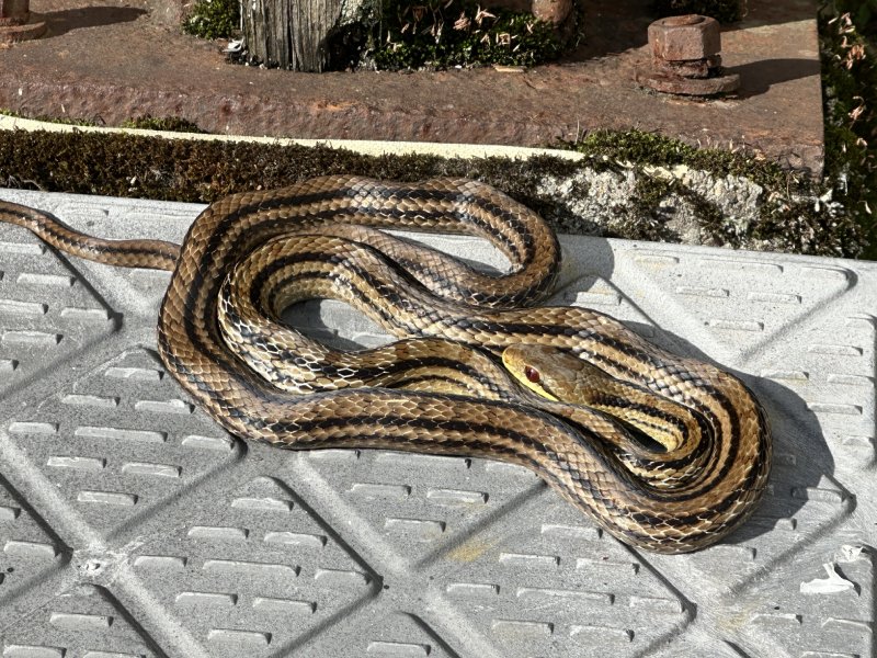 寒くないのか~?