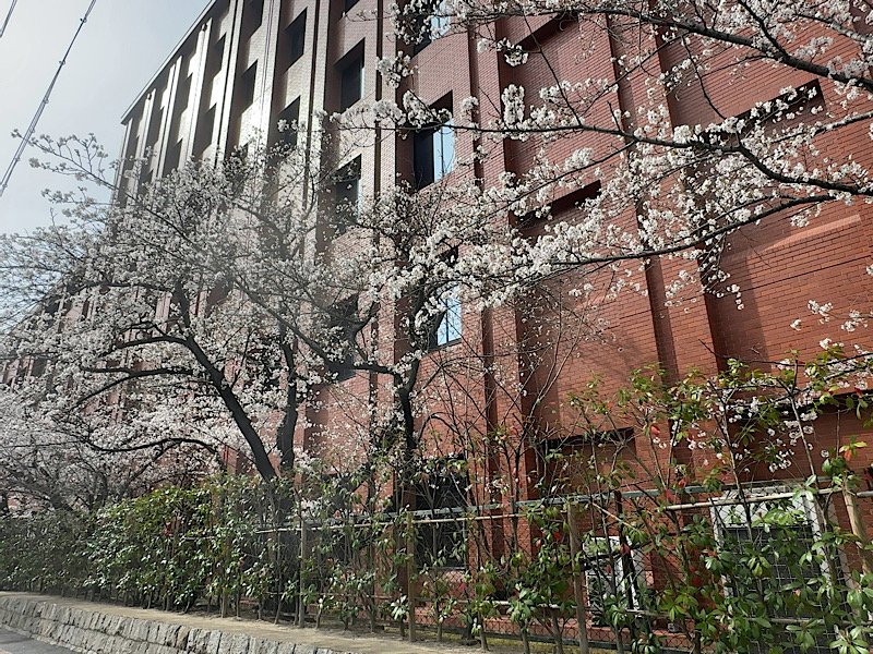 桜が京都はボチボチ咲いてる。