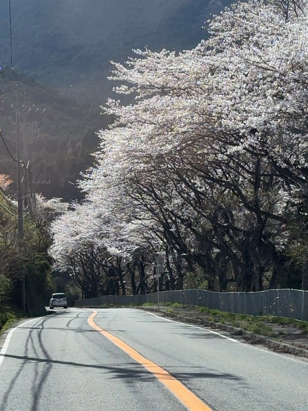 大津市伊香立も満開な感じですよ～