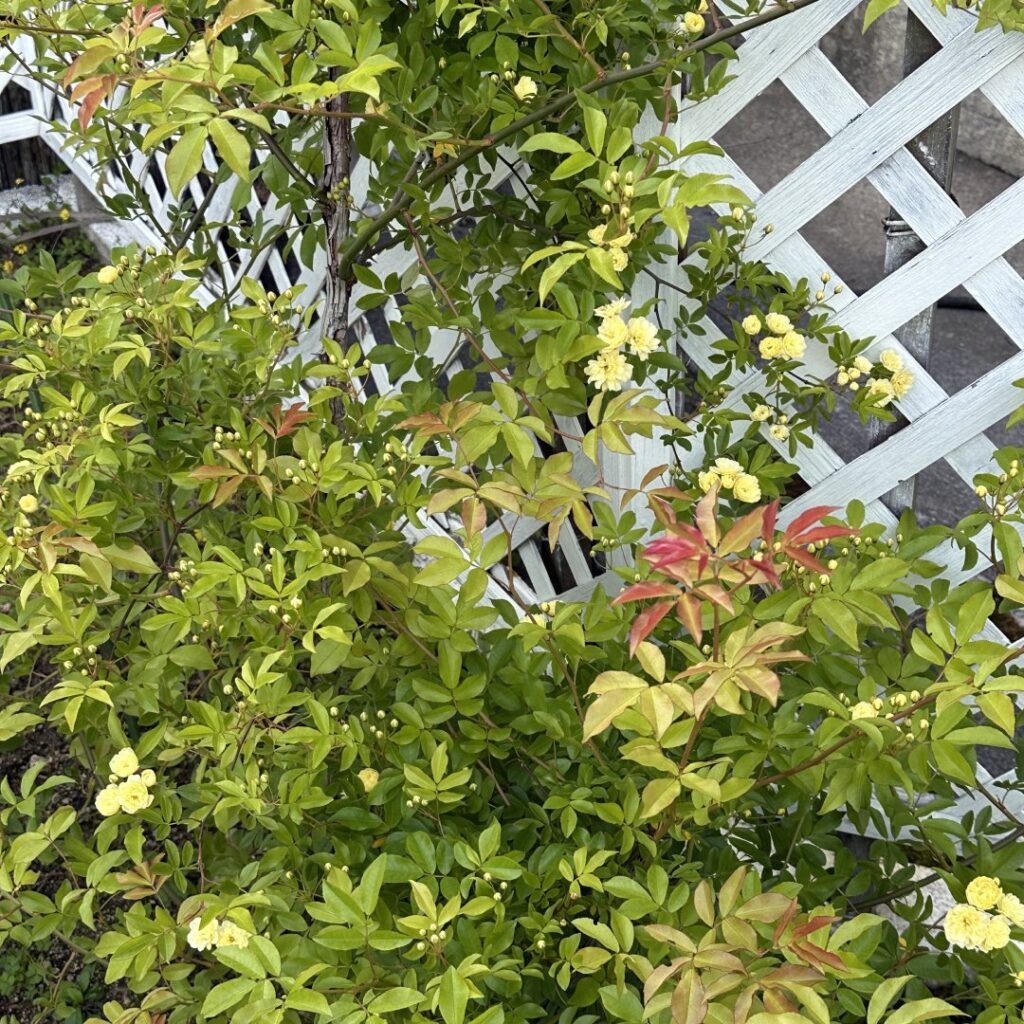 お休みしま～す。